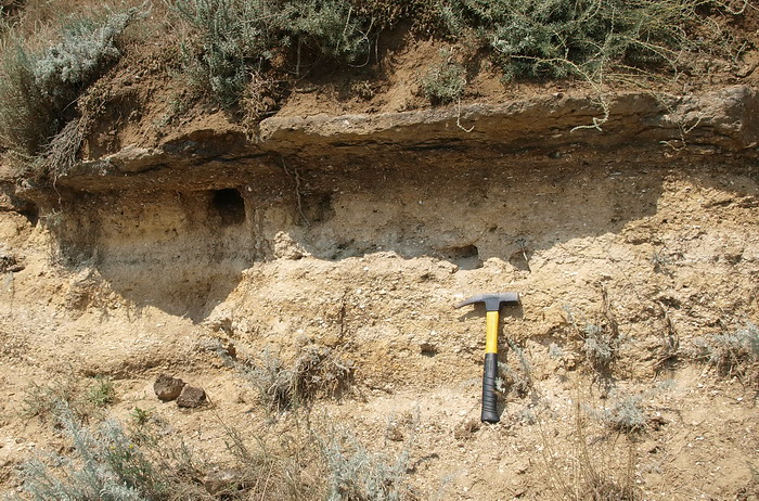 Outcrops of pliocene limonitic sediments with fossils (bivalve shells) and crystals of vivianite.