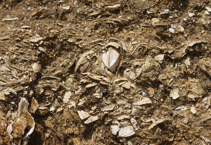 Beds with numerous bivalve shells.