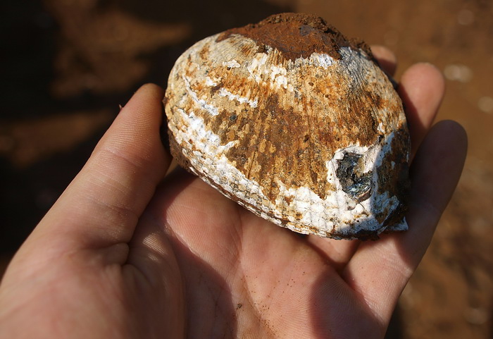 Bivalve shell with vivianite.