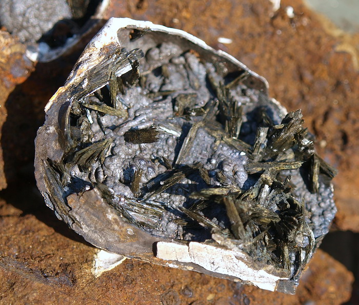 Bivalve shell with vivianite.