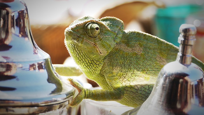 Marrakech - chameleon in the market.